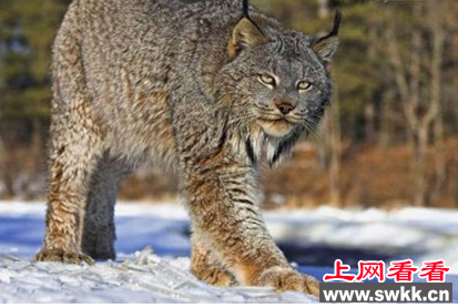 猞猁