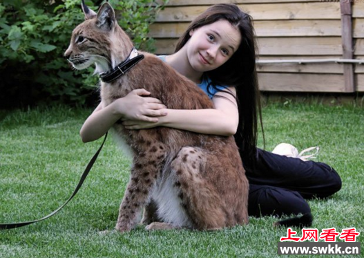 金猫