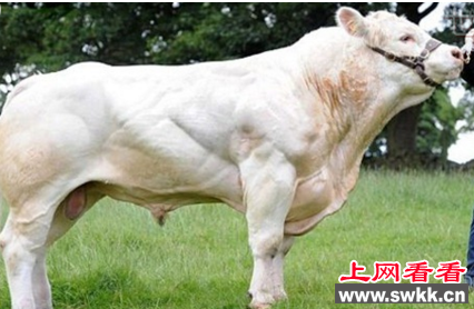 世界上体型最大的牛