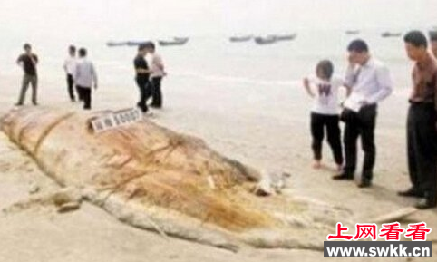 长毛水怪