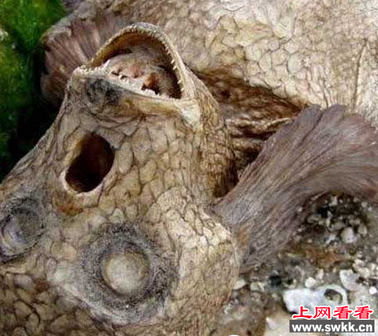 蛤蟆人