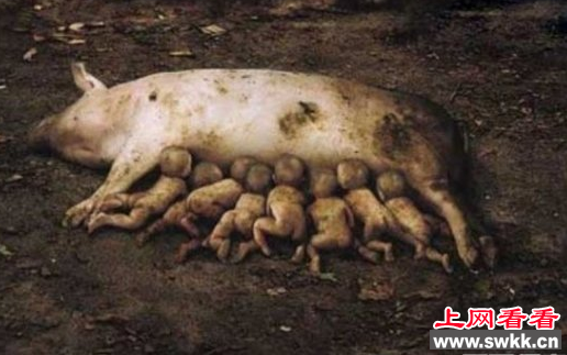基因变异猪