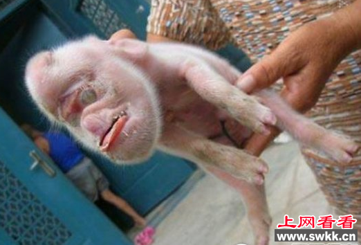 基因变异猪
