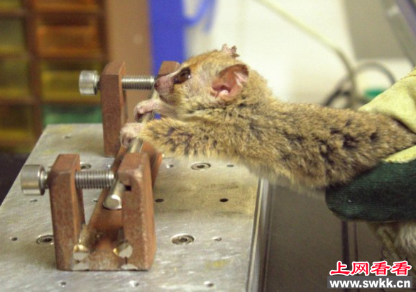 鼠狐猴
