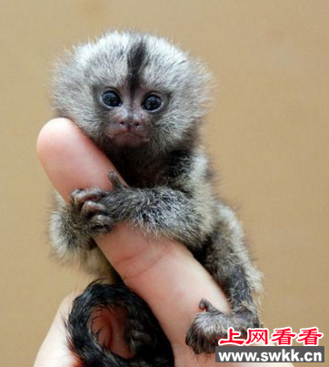 世界上体型最小的猴子