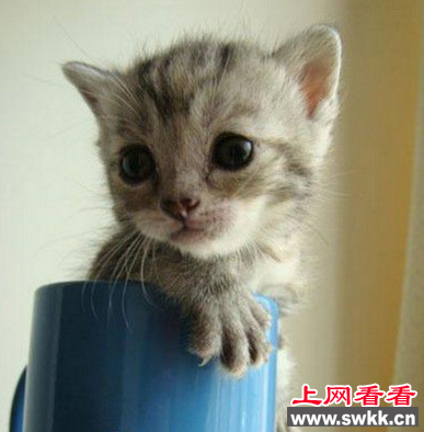 世界上体型最小的猫