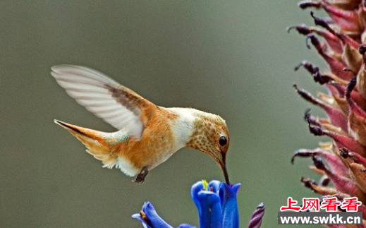 世界上体型最小的鸟