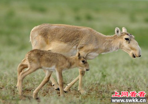 高鼻羚羊
