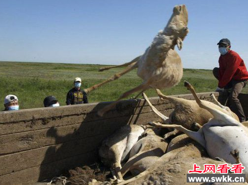 高鼻羚羊