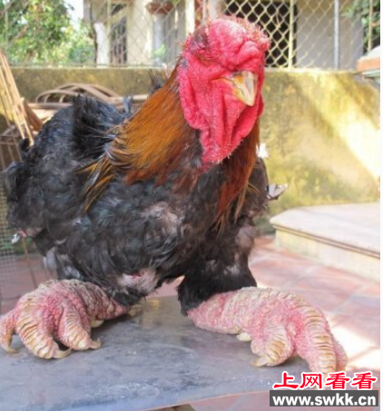 越南东涛鸡
