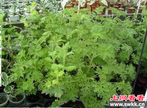 驱蚊香草