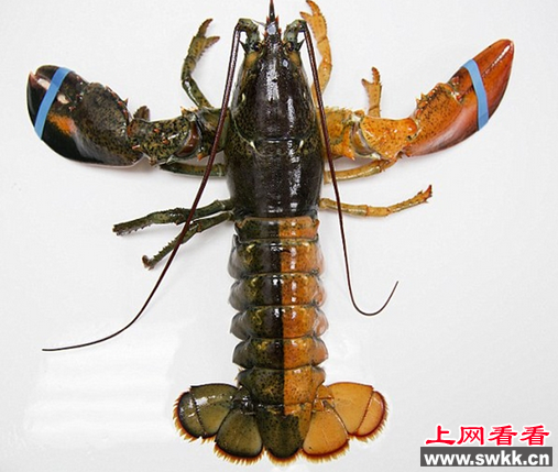 双色龙虾