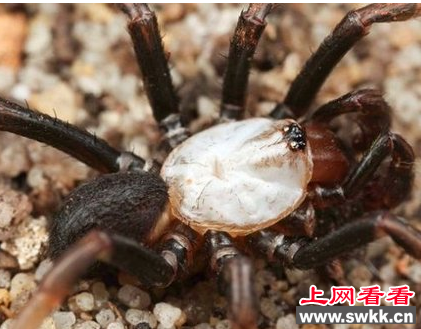 活板门蛛