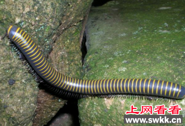世界上腿最多的动物