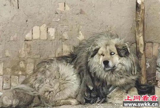 鬼脸藏獒