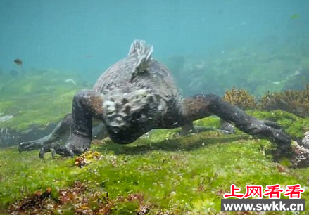 现实版哥斯拉现身