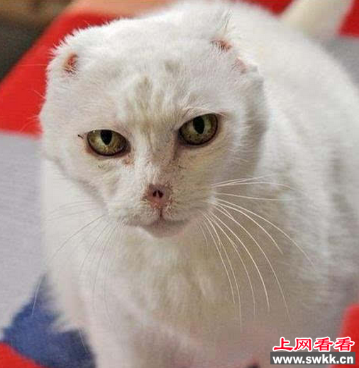 伏地魔猫