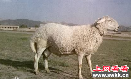 羊群