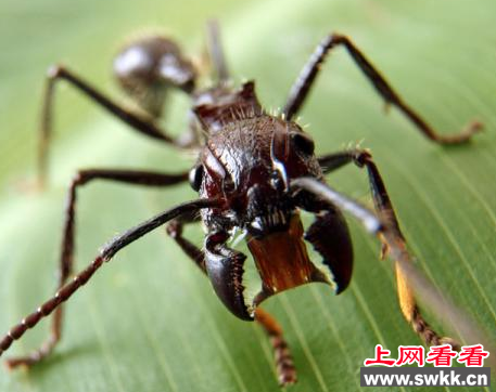 世界上咬人最疼的虫子