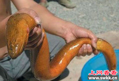 巨型黄鳝