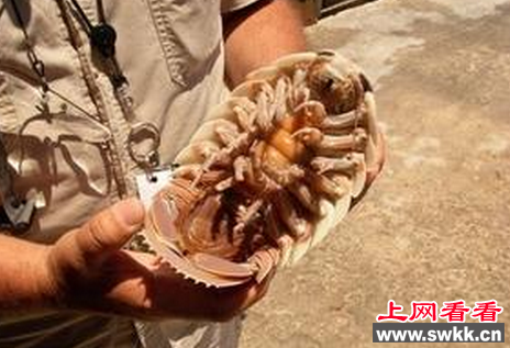 具足虫
