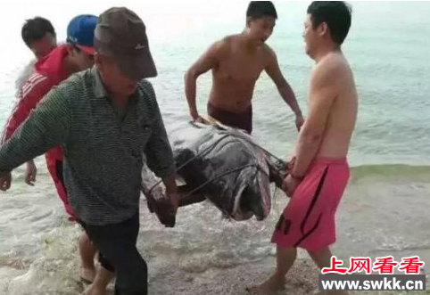 大龙趸