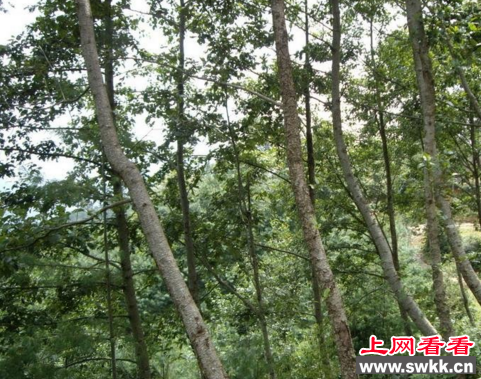 世界上长得最快的树