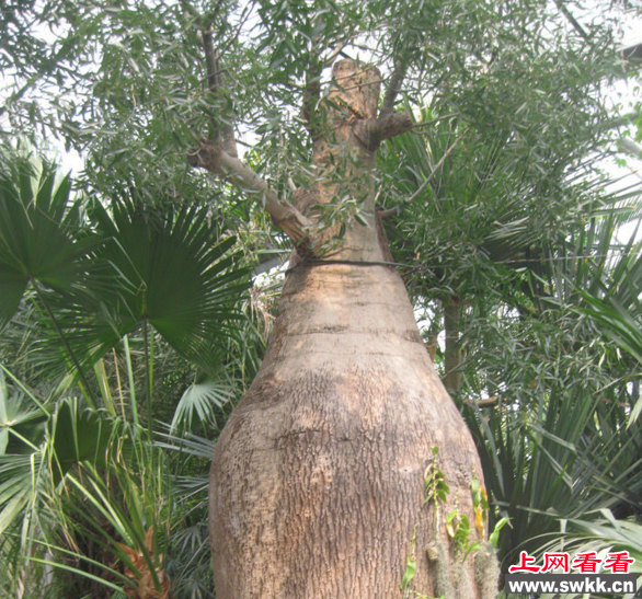 世界上长得最慢的树