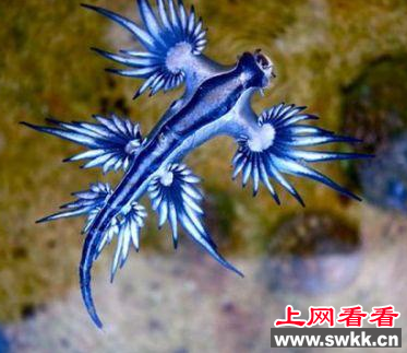 海神海蛞蝓