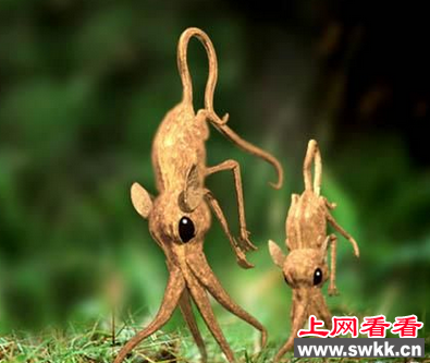 鼻行动物