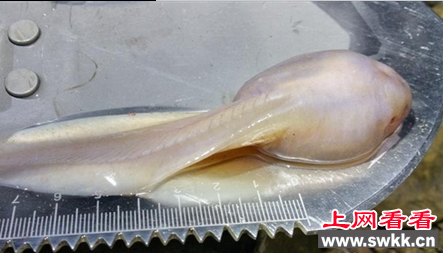 巨型蝌蚪