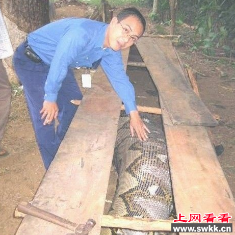 辽宁大蛇事件