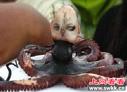 印尼章鱼人