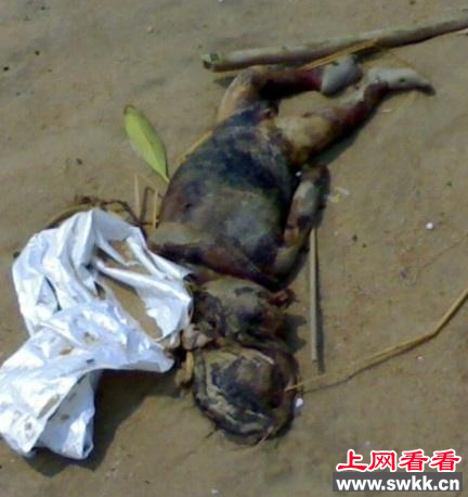 水猴水鬼