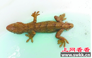 双头壁虎