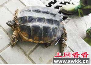 鳄龟冒充千年老龟