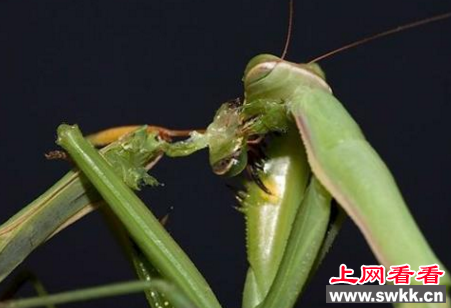 世界上最残忍的动物