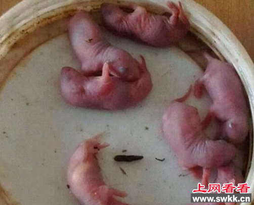 世界上最残忍的食物