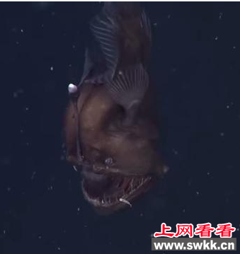 深海怪鱼
