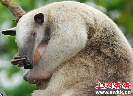 巨型食蚁兽