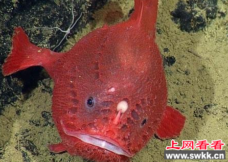 深海琵琶鱼