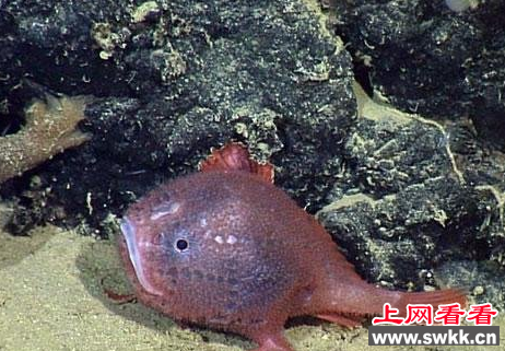 深海琵琶鱼