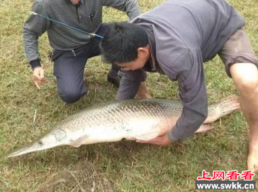 鱼怪