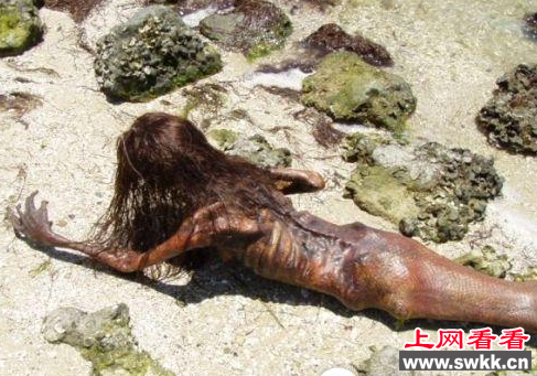 美人鱼化石