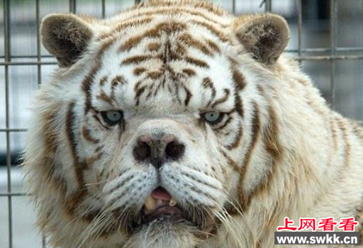 世界上最丑的白老虎