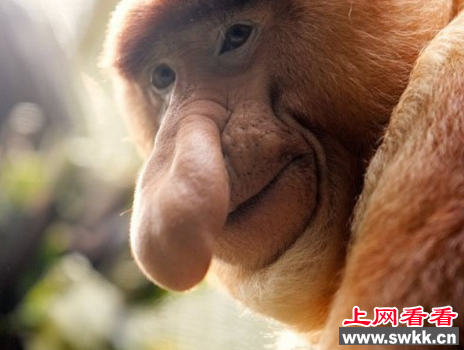 世界上最丑的猴子
