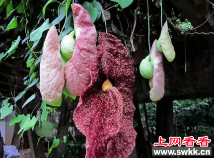 世界上最丑的花