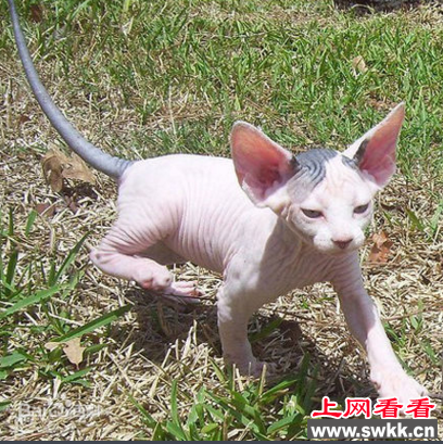 世界上最丑的猫咪