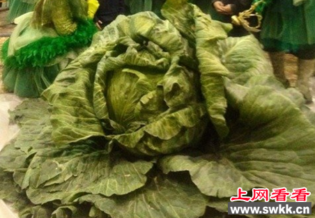 世界上最大的白菜