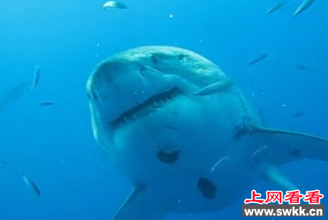 世界上最大的白鲨